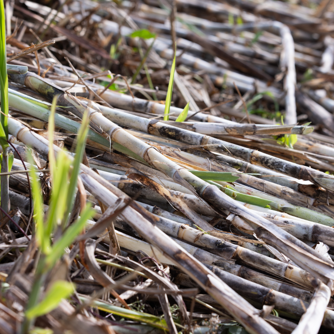 Sans titre-2 copie 3